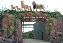 રાજકોટમાં પ્રદ્યુમન પાર્ક ઝૂ પાસે બની રહેલો નવો લાયન સફારી પાર્ક ઉનાળામાં શરૂ થશે.