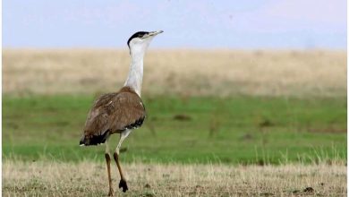 સુપ્રીમ કોર્ટનો આદેશઃ કચ્છમાં ઘોરાડ અભયારણ્યની સીમામાં થશે વધારો, વીજ લાઈનો માટે અલગથી બનશે કોરિડોર