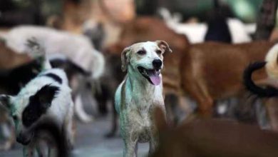 રખડતા શ્વાનો માટે સુરત મનપાએ 850 જગ્યા પર નજર રાખવા અધિકારીઓ નિમ્યા