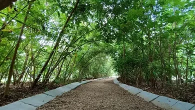 સુરેન્દ્રનગરમાં ૪૨ હેક્ટર જમીન પર મીયાવાકી જાપાનીઝ પદ્ધતિ દ્વારા ૧ લાખ વૃક્ષોનું વાવેતર