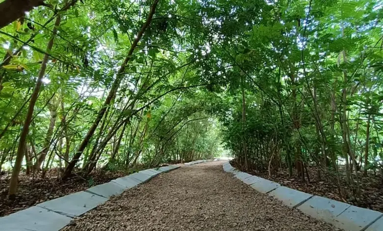 સુરેન્દ્રનગરમાં ૪૨ હેક્ટર જમીન પર મીયાવાકી જાપાનીઝ પદ્ધતિ દ્વારા ૧ લાખ વૃક્ષોનું વાવેતર