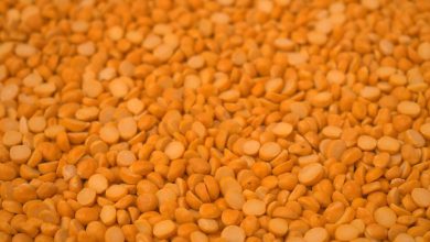 Gujarat cabinet meeting decision on tur procurement