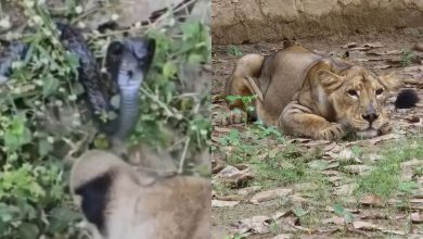 વડોદરાના સયાજીબાગ ઝૂમાં કોબ્રાના દંશથી સિંહણનું મોત