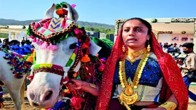 17th kama horse show gujarat interval purti