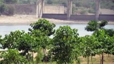 અમદાવાદ મ્યુનિસિપલ કોર્પોરેશન (AMC) લોગો અને વૃક્ષારોપણ ઝુંબેશની પ્રતિકાત્મક તસવીર.