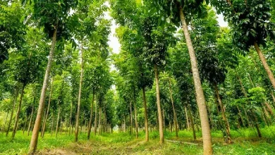 ગુજરાતમાં નદી કિનારે વૃક્ષારોપણ અને ગ્રીન કવર વધારવાના અભિયાનનું પ્રતિકાત્મક ચિત્ર.