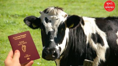 શું તમે ક્યારેય વિચાર્યું છે કે માણસોની જેમ ગાયોના પણ પાસપોર્ટ હોઈ શકે? સાંભળવામાં ભલે તમને થોડું અજીબ લાગે, પરંતુ યુરોપના એક દેશમાં આ હકીકત છે