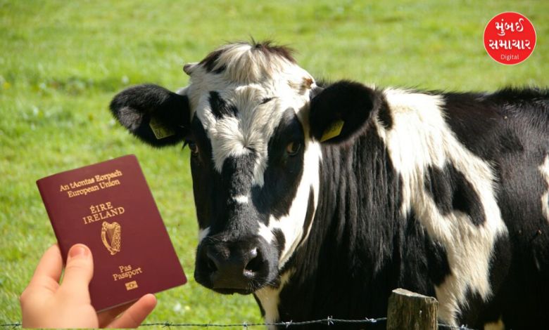 બોલો, અહીં ગાયોના પણ બનાવવામાં આવે છે પાસપોર્ટ, કારણ જાણીને ચોંકી ઉઠશો…