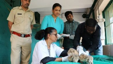 સંજય ગાંધી નેશનલ પાર્કમાં સિંહણે 3 બચ્ચાઓને જન્મ આપ્યો, જુનાગઢ સાથે છે ખાસ કનેક્શન!