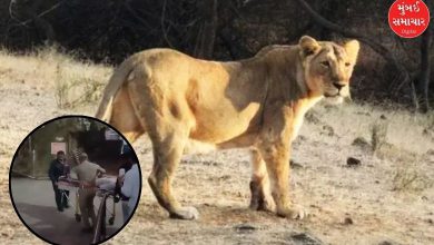 Lioness Kills 4-Year-Old Child Near Visavadar