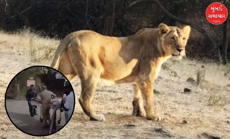 Lioness Kills 4-Year-Old Child Near Visavadar