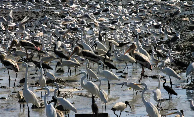 ગુજરાતમાં વધુ બે સાઇટને રામસર સાઇટ જાહેર કરવા પ્રસ્તાવ, પોરબંદર ખાતે આંતરરાષ્ટ્રીય વેટલેન્ડ દિવસ અંગે સેમિનાર-વર્કશોપ