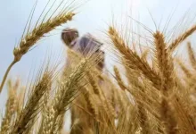 ભારતમાં લહેરાતો ઘઉંનો પાક અને ખેતીના ઉત્પાદન દર્શાવતી તસવીર.