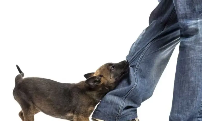 વીસ વર્ષ પહેલા મહિલાને શ્વાન કરડ્યો હતો, પણ ધ્યાન ન આપતા થયું મોત