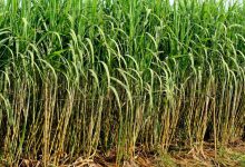 ઉત્તર પ્રદેશની શેરડીની બિસ્મિલ વેરાઈટીને ચાર રાજ્યમાં વાવેતર માટે મંજૂરી