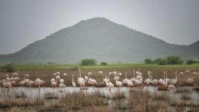 હવે કચ્છની કુંજોને મળશે વૈશ્વિક ઓળખ: 'છારી-ઢંઢ' બન્યું આંતરરાષ્ટ્રીય મહત્વનું વેટલેન્ડ