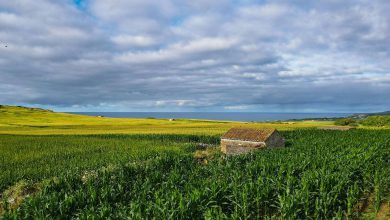 ગુજરાતના ખેડૂતો કઠોળની ખેતી તરફ વળ્યા, રાજ્યના કુલ કઠોળ ઉત્પાદનમાં ૭૦ ટકાથી વધુ હિસ્સો ચણાનો