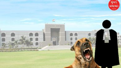 Stray dog attacks lawyer inside Gujarat High Court premises