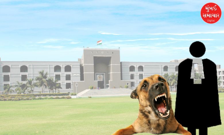 Stray dog attacks lawyer inside Gujarat High Court premises