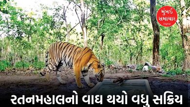 રતનમહાલના વાઘે સીમાઓ વિસ્તારી, 120 કિમી વિસ્તારમાં ફેલાવ્યું સામ્રાજ્ય