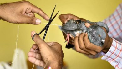 ગુજરાતમાં ઉત્તરાયણ પર ઘાયલ 5439 પક્ષીઓને કરૂણા અભિયાન સેન્ટર લવાયાં, કેટલાં બચ્યાં ?