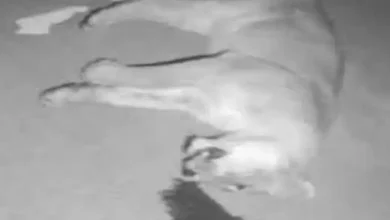 Lioness dies after being hit by vehicle on Bhavnagar-Somnath National Highway