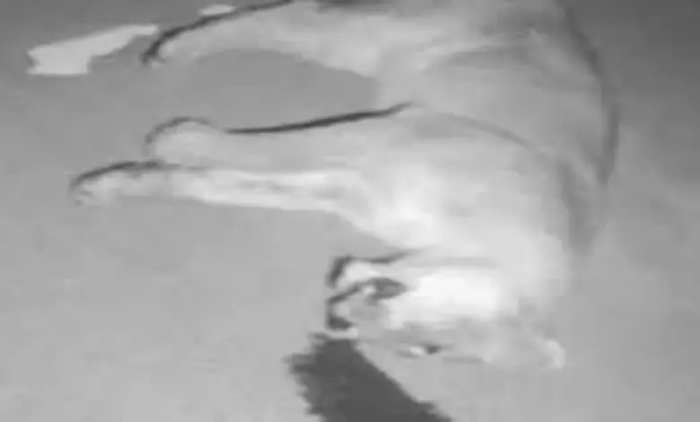 Lioness dies after being hit by vehicle on Bhavnagar-Somnath National Highway