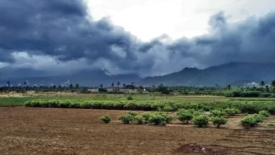 વરસાદના કારણે ખેતરમાં પલળેલો પાક અને વાદળછાયા આકાશ નીચે ચિંતિત ખેડૂતનું દ્રશ્ય.