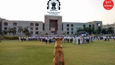Stray dogs inside Gujarat High Court campus