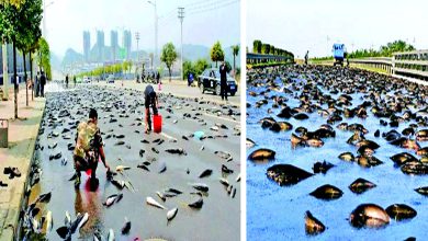 ક્યારેય માછલીનો વરસાદ જોયો છે ખરો?