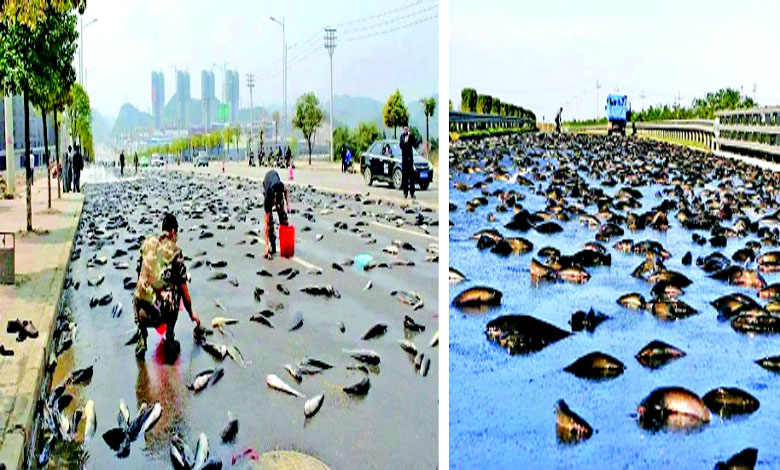 ક્યારેય માછલીનો વરસાદ જોયો છે ખરો?