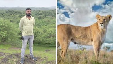 વિસાવદરમાં બાળકને ફાડી ખાનાર સિંહણ પાંજરે પુરાઈ, મિસફાયરથી વનકર્મીનું મોત થયું