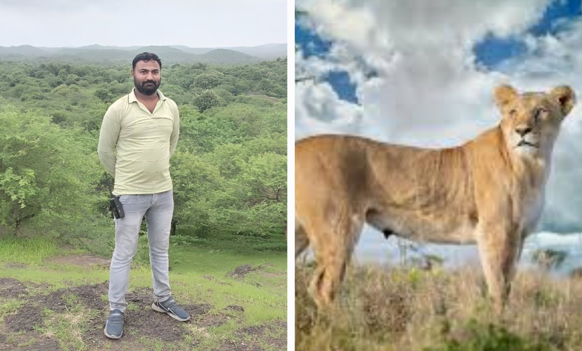 વિસાવદરમાં બાળકને ફાડી ખાનાર સિંહણ પાંજરે પુરાઈ, મિસફાયરથી વનકર્મીનું મોત થયું