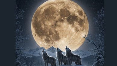 Wolf Super Moon 2026: આજે આકાશમાં દેખાશે વર્ષનો સૌથી મોટો અને તેજસ્વી ચંદ્ર, જાણો તમામ વિગતો વિસ્તારથી...