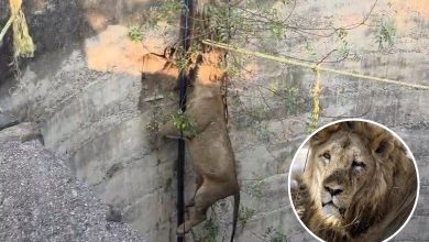 Question on the safety of the wild animals: A lion fell into a well in Amreli, while an electric shock claimed the life of a lion in Kodinar!