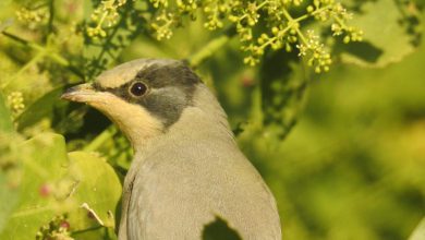 Kutch Hypocolius ampelinus bird become center of attraction for tourists Ramsar site Chhari-Dhandh wetland