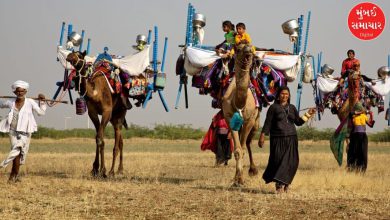 ખારાઈ ઊંટ 'કેદ': કચ્છના માલધારીઓ પર મહારાષ્ટ્રમાં આફત