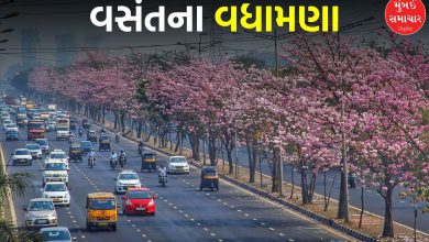 Mumbai's own cherry blossom: The highway between Ghatkopar-Vikhroli has become a pink paradise, if you haven't visited it yet...