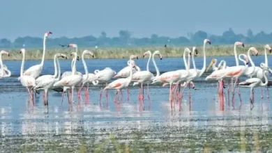 નળસરોવર અભયારણ્યમાં પાણી ઉપર તરતા વિવિધ પ્રજાતિના યાયાવર પક્ષીઓનો સમૂહ.