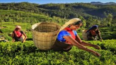 બજેટ 2026માં ખેડૂતોને શું મળ્યું? નિર્મલા સીતારમણે આ જાહેરાત કરી