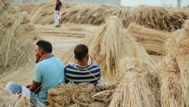 Bales of raw jute stacked in a warehouse awaiting processing.