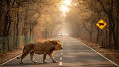 An Asiatic lion crossing a road near a forest warning sign in Gujarat.