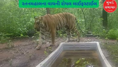 What does Gujarat's only tiger like to hunt? Shocking details revealed in scat analysis