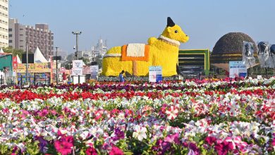 અમદાવાદ રિવરફ્રન્ટ ફ્લાવર શોના છોડ હવે વેચાણ માટે ઉપલબ્ધ, જાણો ક્યાંથી ખરીદી શકાશે