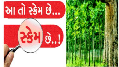 સાગનો વાઘ: ઝાડ પર પૈસા ઉગ્યા નહી પણ ખંખેરી લેવાયા