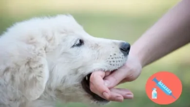 ભિવંડીની આઈજીએમ (IGM) સરકારી હોસ્પિટલનું દ્રશ્ય અને રેબીઝ વેક્સિનેશન પ્રતીકાત્મક ચિત્ર.