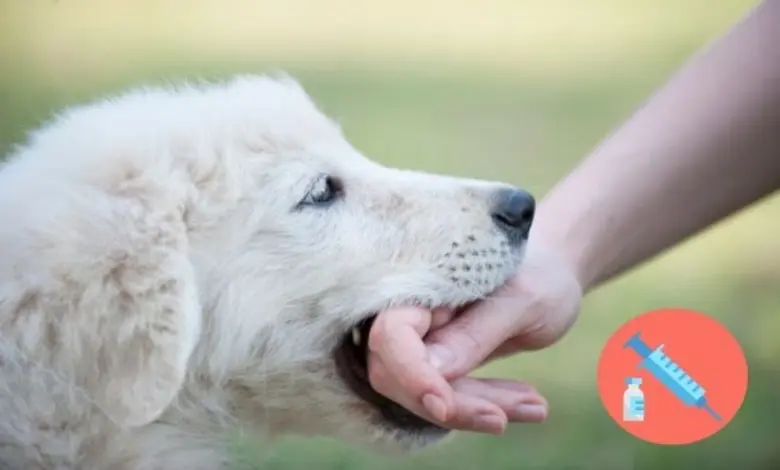 કૂતરું કરડ્યાના અઠવાડિયા પછી ભિવંડીમાં બાળકનું મોત એન્ટી રેબીસની દવા લીધી હોવાનો હૉસ્પિટલનો દાવો