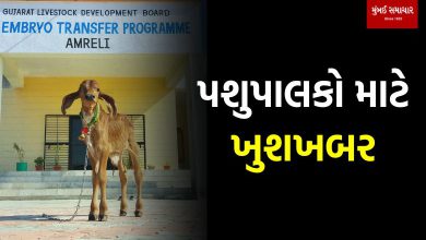 A healthy Gir calf standing next to its mother in a clean, modern dairy research facility.