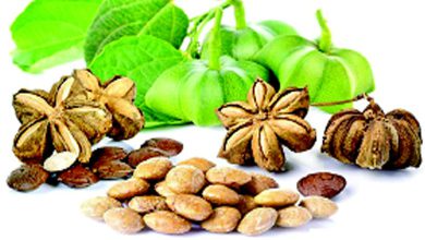 The benefits of harde horseradish... How beneficial is harde (haritki powder) horseradish for the skin...