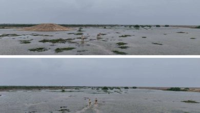 રણમાં જળક્રાંતિઃ કચ્છના નાના રણમાં 1.35 કરોડ લિટર જળસંગ્રહ સાથે વન્યજીવોનું થશે સંવર્ધન